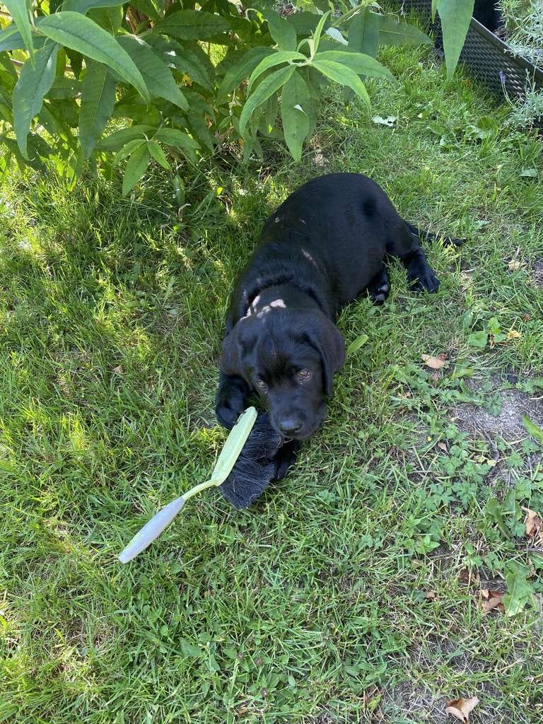 Immobilie in Schneeberg - ENDLICH PLATZ FÜR IHREN EIGENEN HUND - IM NEUEN HAUS MIT GARTEN! TEL. 01714863595   - Bild 0