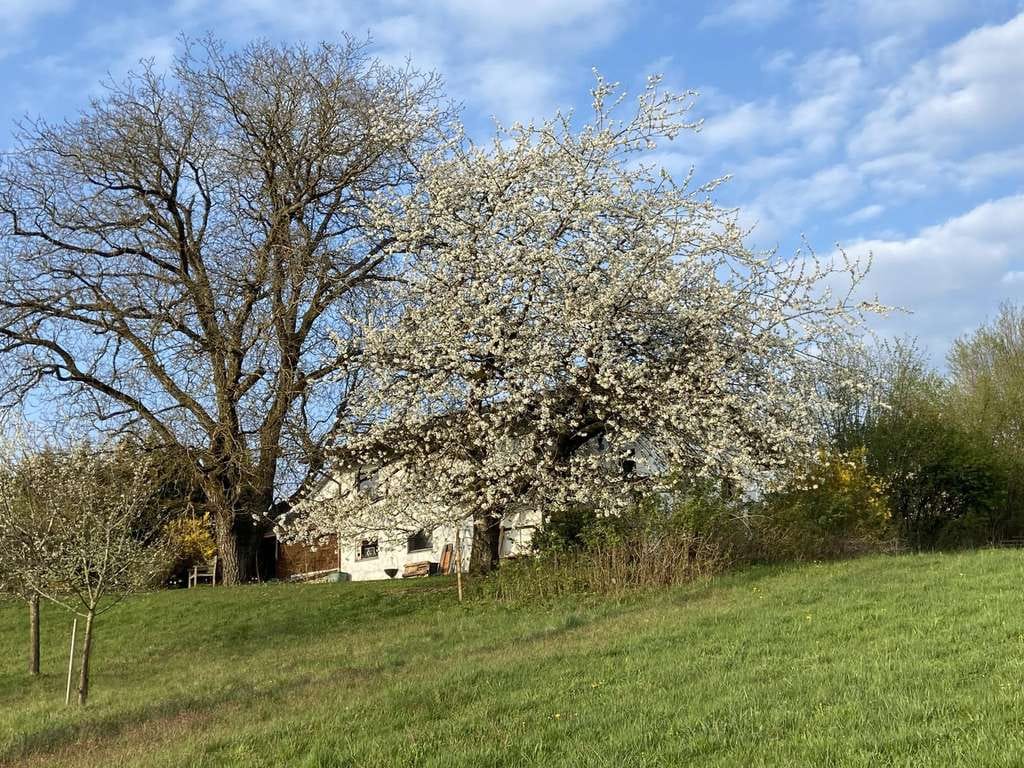 Immobilie in Fürstenstein - Großzügiges Einfamilienhaus mit unverbaubarer Aussicht und großem Garten - Bild 2
