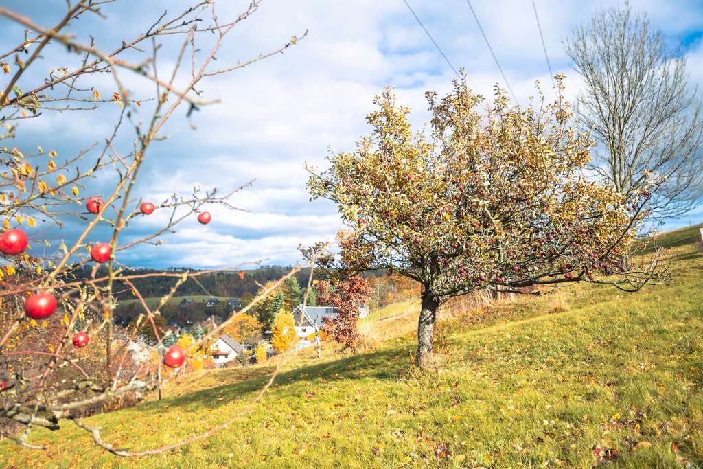 Immobilie in Altenberg - Gemütliches Haus mit großem Garten mit Charme und Potential - Bild 3
