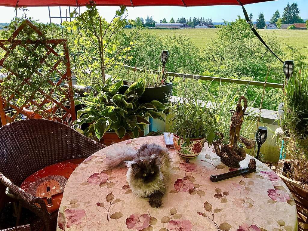 Immobilie in Dobel - Penthouse mit 32 qm Garten-Terrasse & Fernsicht – Dobel - Bild 1