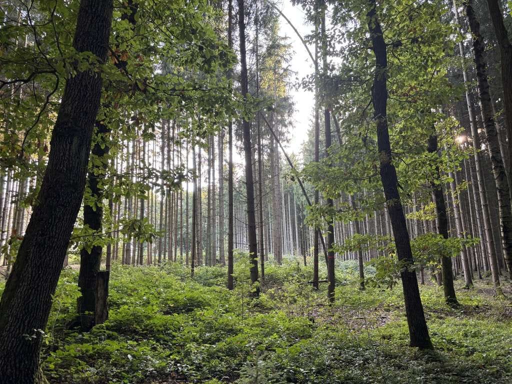 Immobilie in Langenbernsdorf - Einzigartiges Anwesen mit Wohnhaus, Gewerbeflächen, Ferienwohnungen und großem Naturareal! - Bild 3