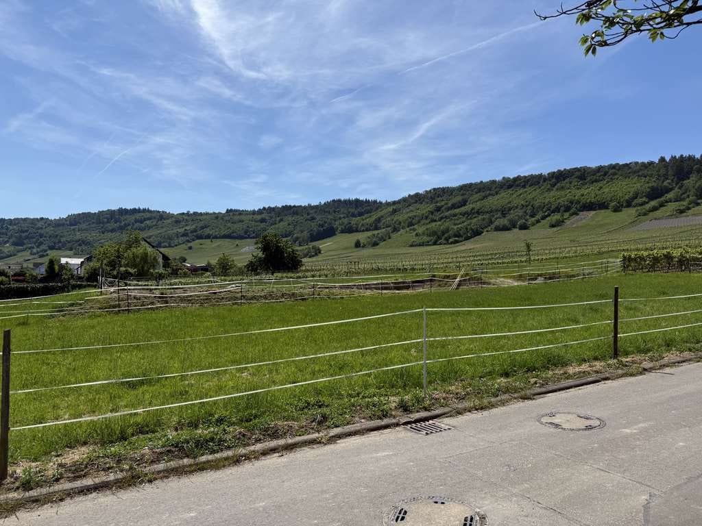 Immobilie in Leiwen - Natur pur - Großes EFH am Ortsrand - Nähe Trier und Luxemburg - Bild 4