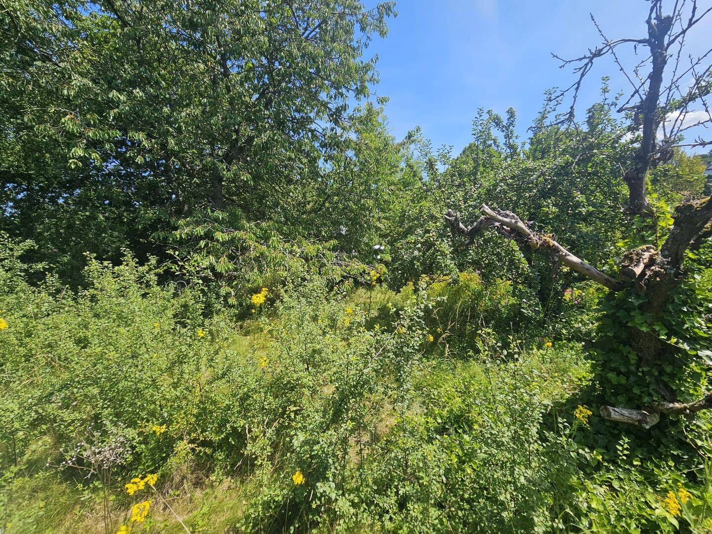 Immobilie in Schlangenbad - 2-3 Familienhaus in idyllischer Lage mit grossem Gartengrundstück - Bild 1