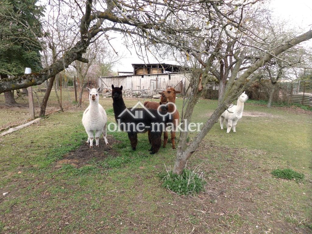 Immobilie in Doberlug-Kirchhain -  - Bild 0