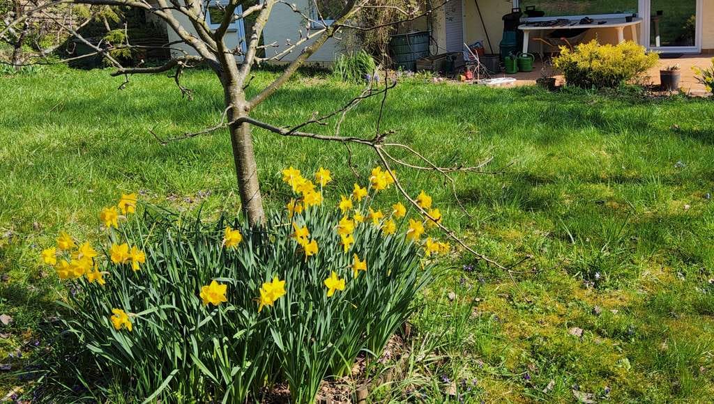 Immobilie in Zornheim - ToFa: viel Platz und gegenüber vom Feldrand - Bild 3