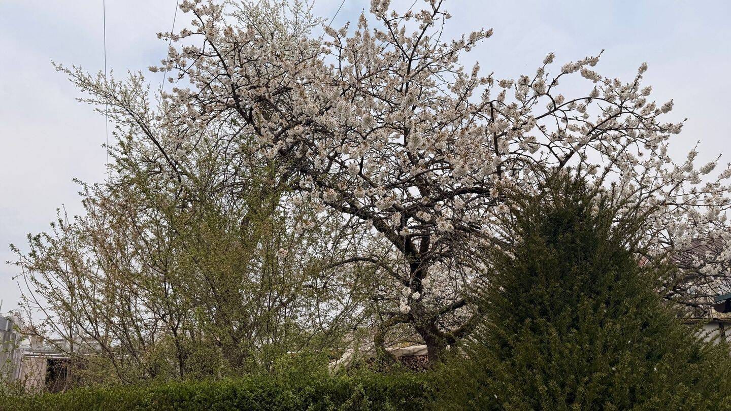 Immobilie in Forchheim - Renovierungsbedürftige Gartenwohnung mit Erbpacht - Bild 2