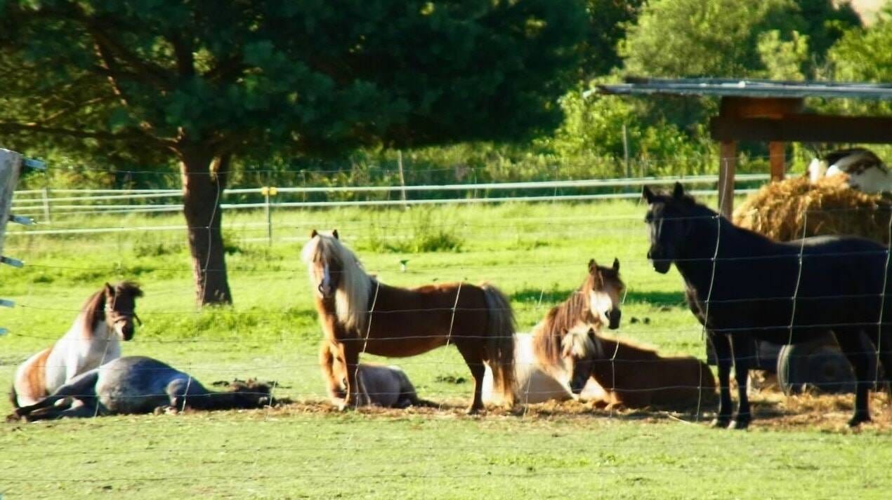 Immobilie in Rheinsberg - Außergewöhnlicher 4-Seiten-Bauernhof mit 2ha Land zwischen Seen und Flüssen! (VB) - Bild 3