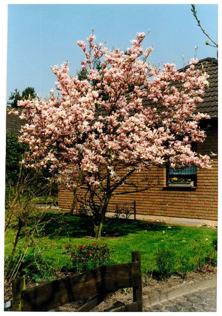 Immobilie in Vögelsen - ruhig, grün, natur: Garten Eden - das finden Sie hier! - Bild 4