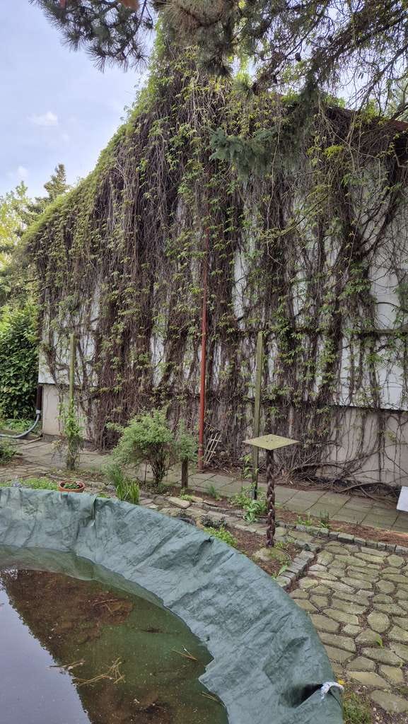 Immobilie in Aken (Elbe) - Zuhause mit 4 Zimmern/Keller/Gartenhaus/Pool/großem grünen Grundstück in Aken OT Kühren - Bild 4