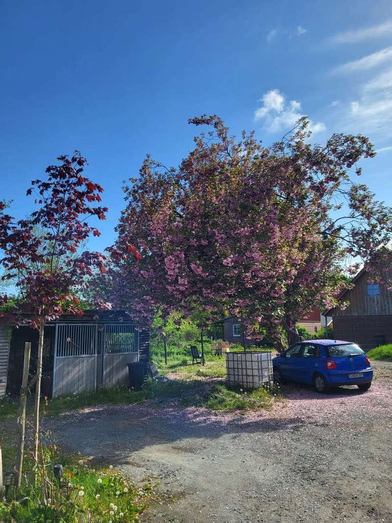 Immobilie in Wingst - Familienhaus mit 5 Zimmern, Ausbaupotenzial und zwei Pferdekoppeln in der Wingst - Bild 2
