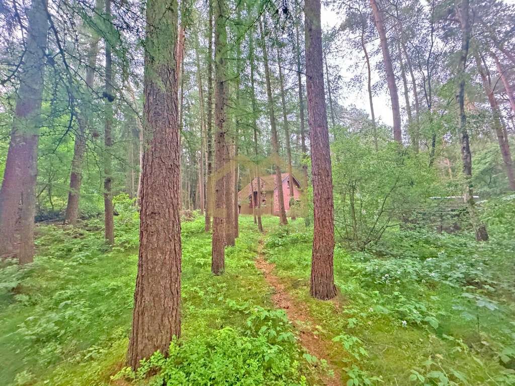 Immobilie in Wildeshausen - 6.503 m² Naturparadies an der Hunte – Wochenendhaus in traumhafter Waldlage - Bild 3