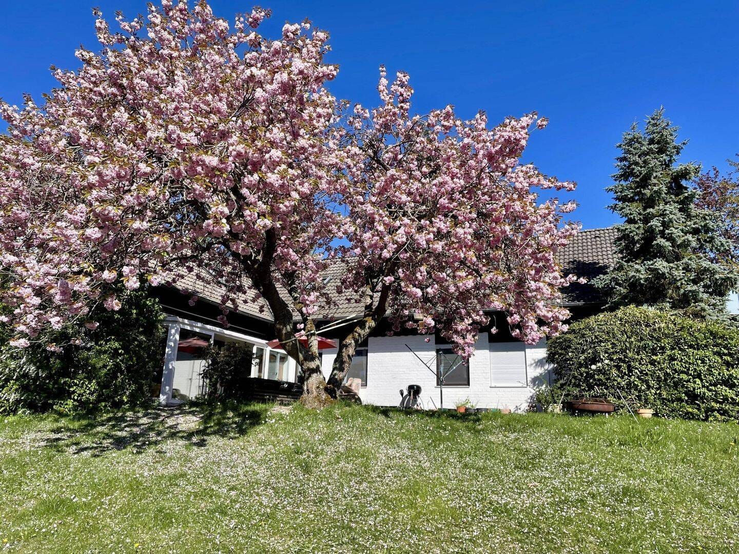 Immobilie in Burgwald - attraktives Wohnhaus mit 2 Wohneinheiten mit diversen Nutzungsmöglichkeiten - Bild 4