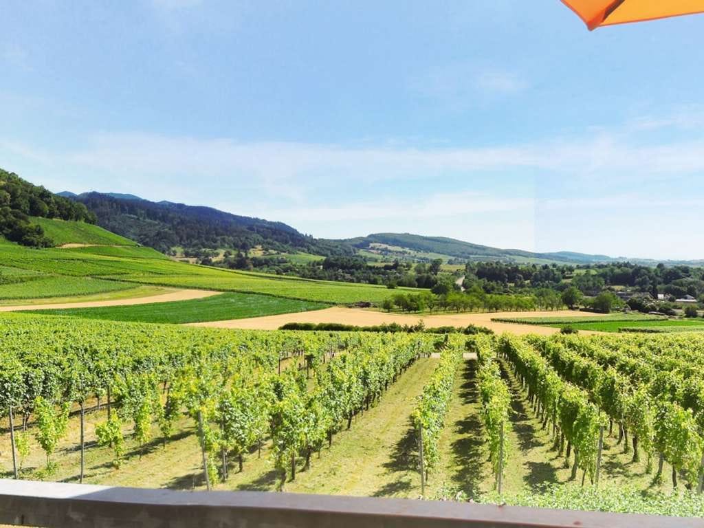 Immobilie in Ballrechten-Dottingen - Exklusive Lage mit wunderbarem Blick über die Reben - Haus mit 3 Wohnungen - Bild 0