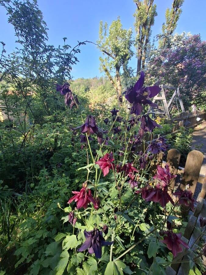 Immobilie in Eisfeld - Idyllisch gelegener Bauernhof mit drei Wohngebäuden, Stallungen und Weiden - Bild 4