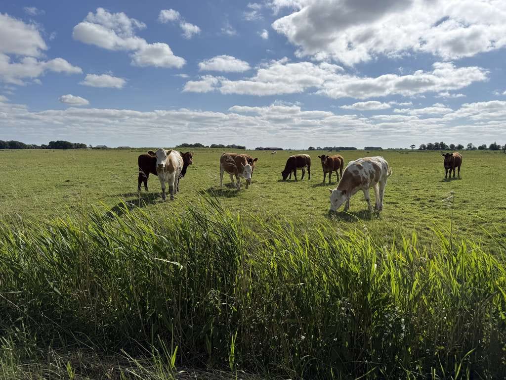Immobilie in Westerhever - Kapitänsblick über die Marsch – seltene Hofstelle in Alleinlage in Westerhever - Bild 1