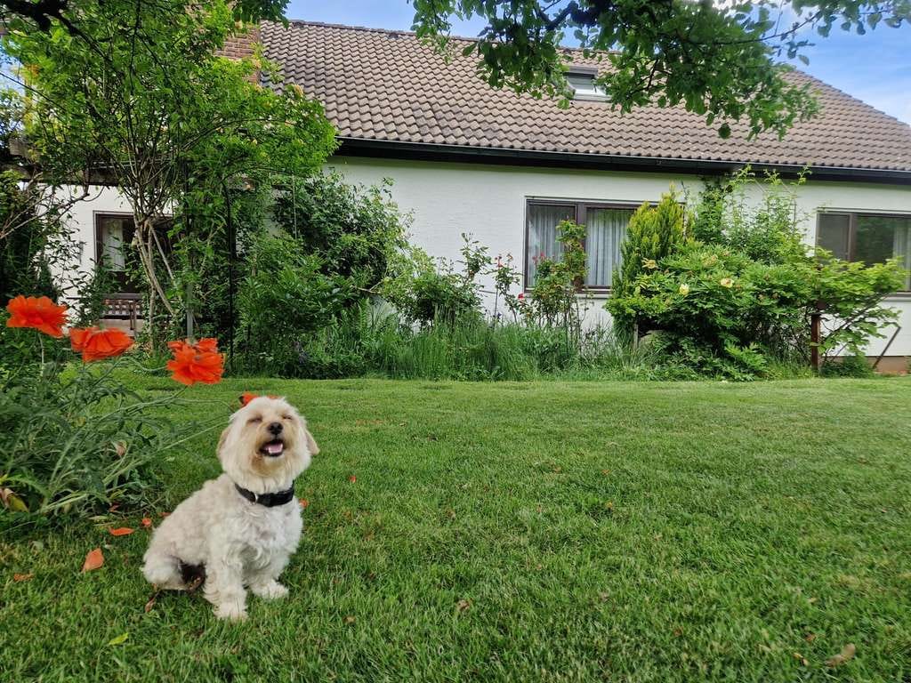 Immobilie in Schlat - Großzügiges EFH in Schlat mit bezaubernd angelegtem Garten
Wohnen&Arbeiten # Tierfreunde # Individua - Bild 3