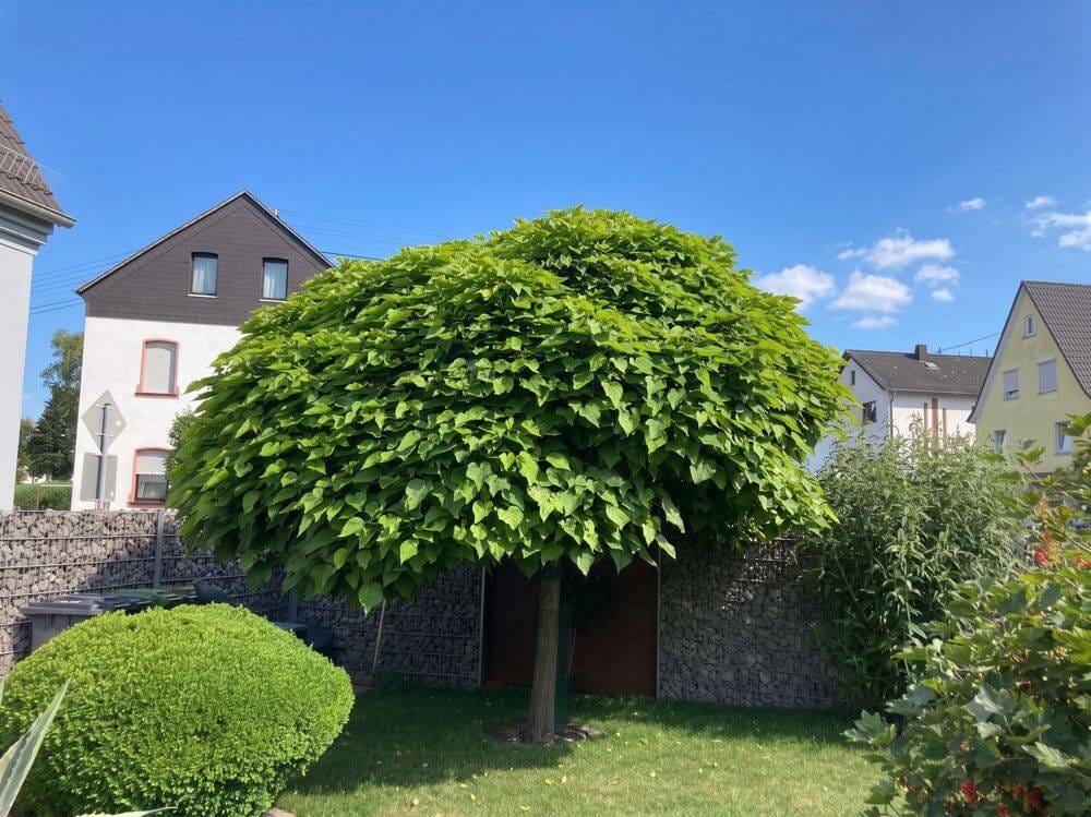 Immobilie in Nauort - Zentrale Lage trifft Lebensqualität: Sonnige Dachterrasse, wunderschöner Garten & Wellnessbereich in 56237 Nauort - Bild 2