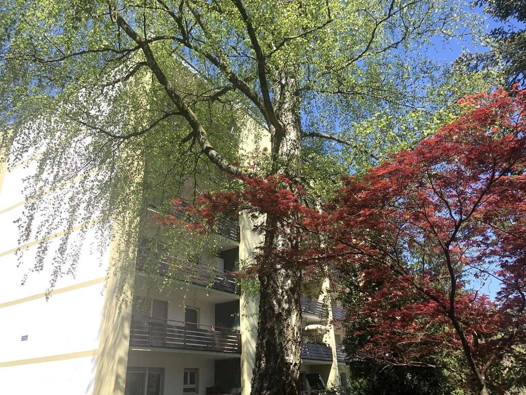 Immobilie in Bad Wildbad - Kleines + modernes Appartement mitten im Wald! - Bild 1