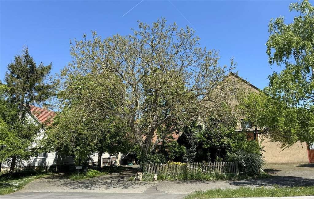 Immobilie in Steinsfeld - Landwirtschaftliche Hofstelle mit wunderschönem Grundstück - Bild 1