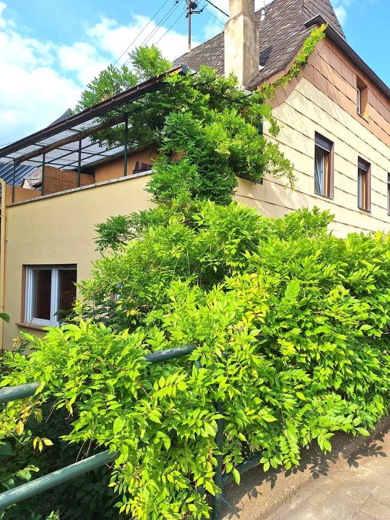 Immobilie in Wintrich - Hochwertig renoviertes 3-Fassaden-Haus in Wintrich - Bild 3