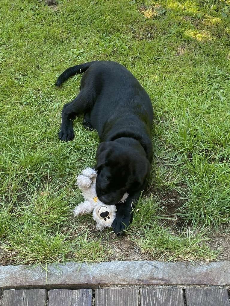 Immobilie in Kriebstein - FREUEN SIE SICH AUF KINDERLACHEN UND HUNDEGEBELL IM EIGENEN HAUS!  - Bild 0
