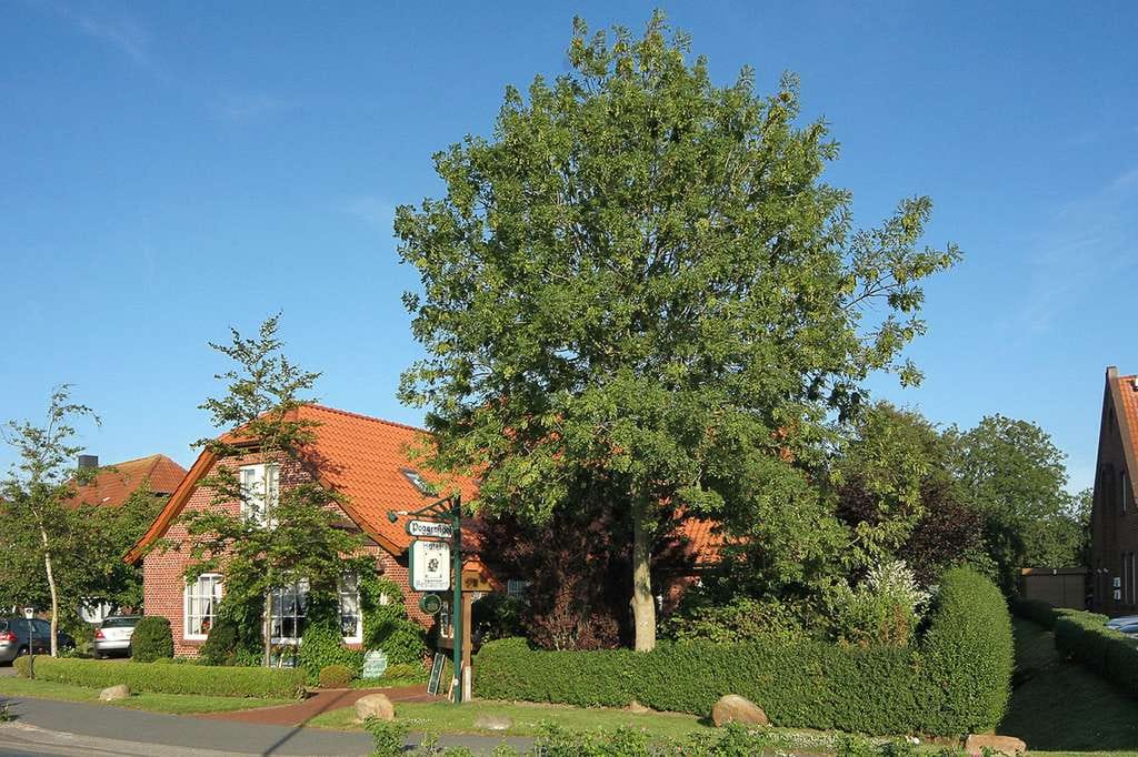 Immobilie in Neuharlingersiel - Neuharlingersiel! Für alle die es etwas größer wollen - Bild 2