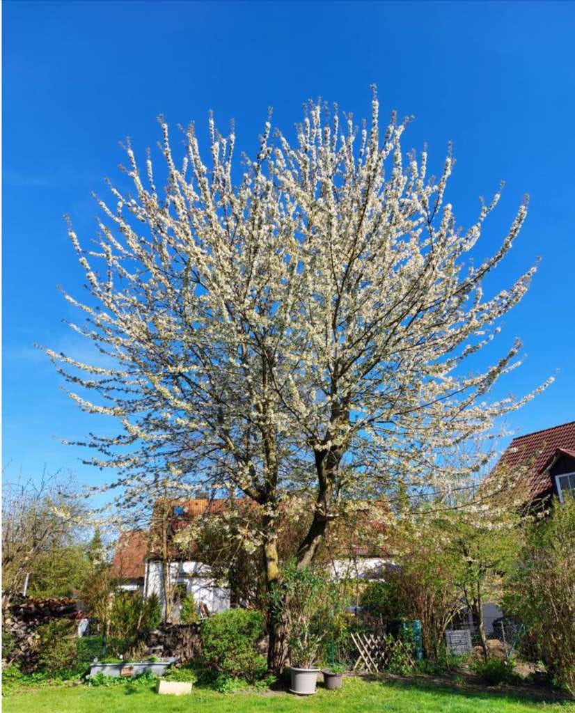 Immobilie in Hallbergmoos - Kapitalanlage! Vorankündigung, DHH mit großem, schönen Garten, langfristig und sehr gut vermietet, - Bild 1