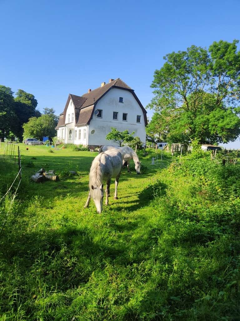 Immobilie in Poseritz - ""Gutshaus Wulfsberg auf Rügen – provisionsfrei, mit Geschichte, Seele und Entwicklungspotenzial "" - Bild 3
