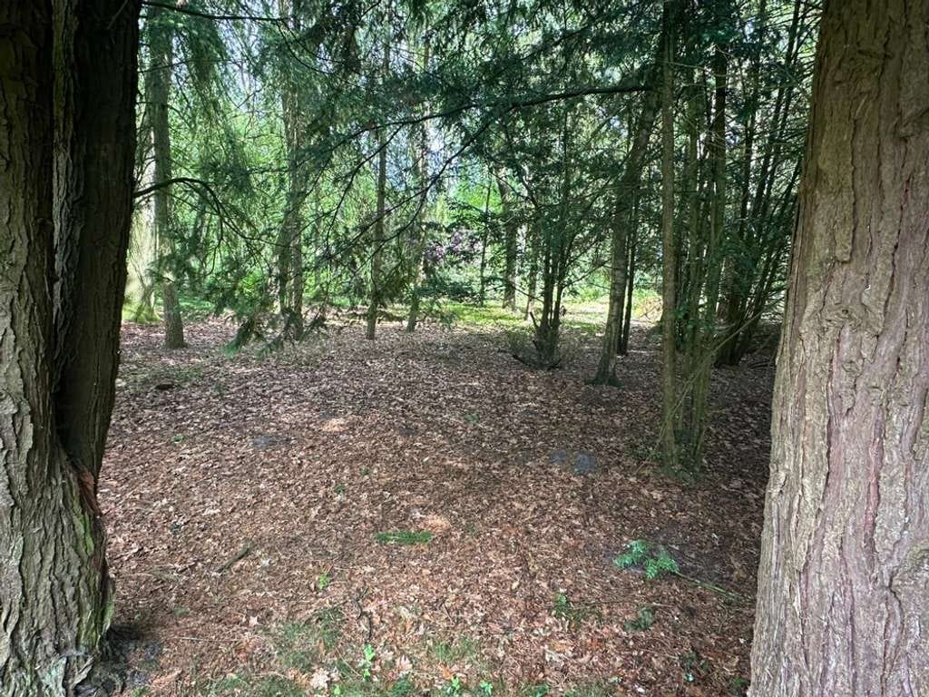 Immobilie in Dötlingen - ZWISCHEN BÄUMEN UND WEITE! Wochenendhaus in absolut ruhiger und naturnaher Wohnlage! Waldgrundstück! - Bild 3
