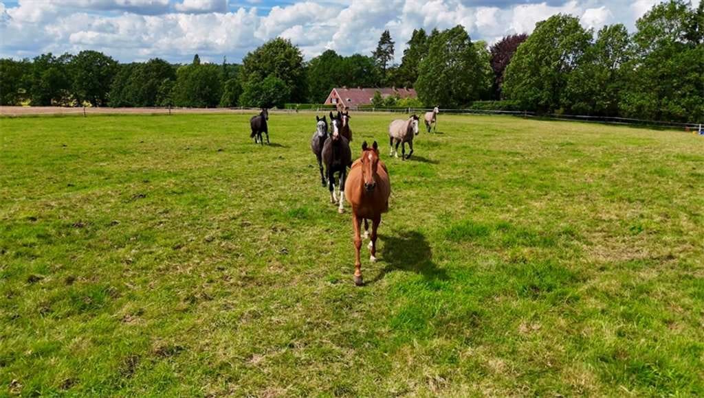 Immobilie in Gödenstorf - Landsitz nahe Luhmühlen: auf Parkgrundstück mit Bauplatz und Weideflächen in der Lüneburger Heide - Bild 0