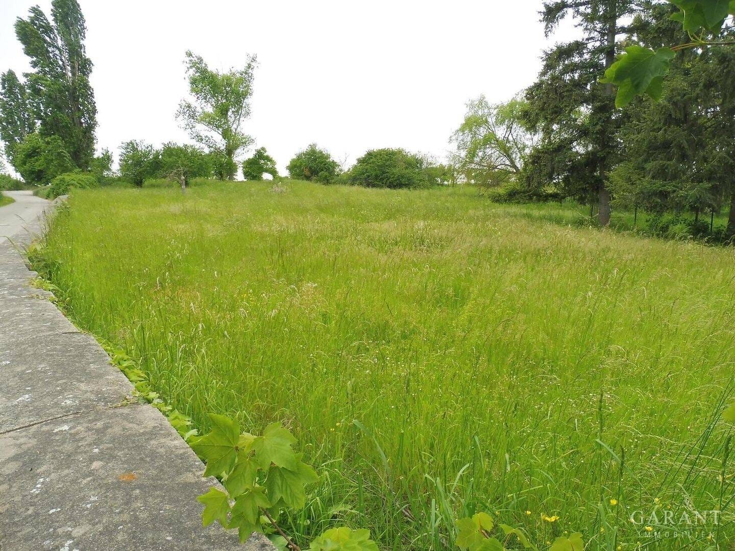 Immobilie in Belgern-Schildau - Ländliche Idylle in Nordsachsen - Bild 4