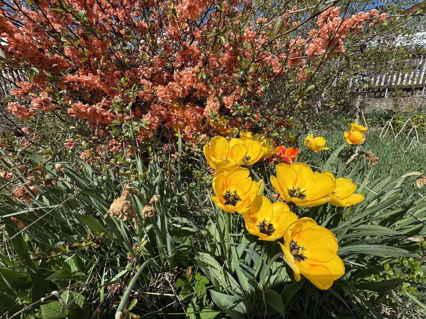 Immobilie in Cölbe - Fachwerkcharme mit tollem Gartengrundstück! - Bild 3