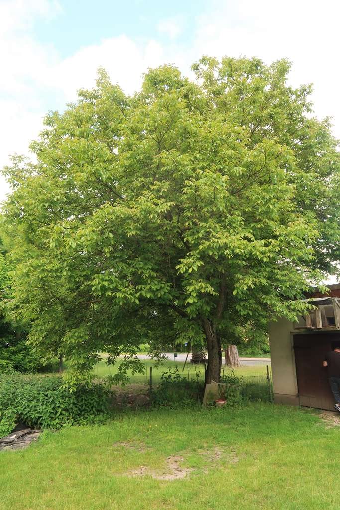 Immobilie in Templin - Einfamilienhaus mit Hof und Garage in Templin - Bild 4
