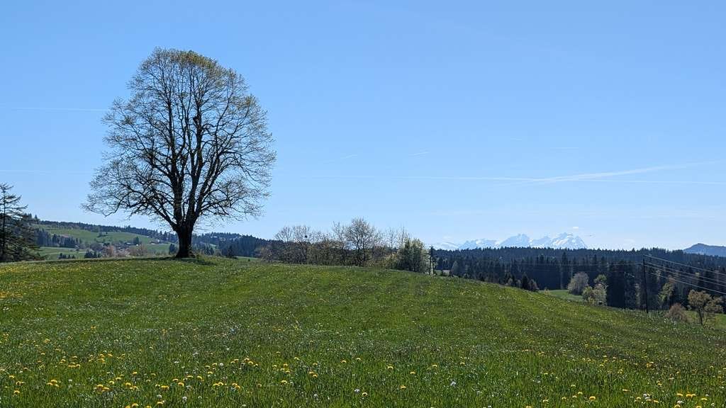 Immobilie in Oberreute - Helle Dachgeschosswohnung in ruhiger zentraler Lage mit Fern- und Bergblick Richtung Säntis Massiv - Bild 2
