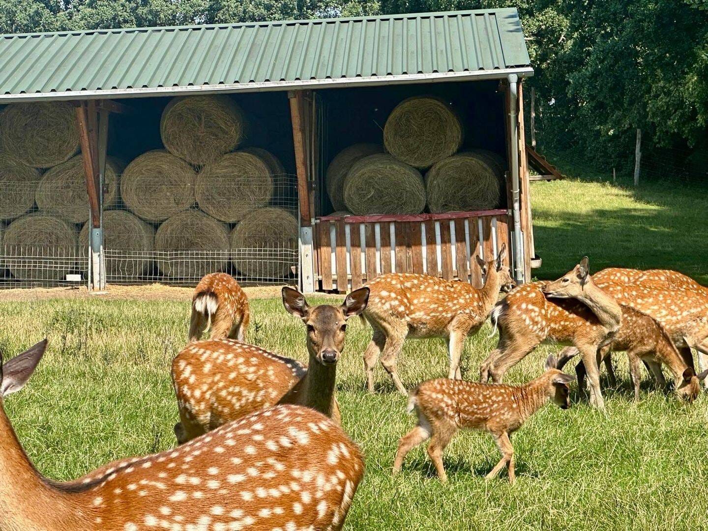 Immobilie in Demitz-Thumitz - NATUR PUR + AUTARKES LEBEN + SELBSTVERSORGERHOF + WILD-BESTAND IM WILDGEHEGE + BACHLAUF MIT WASSERRECHT + BRUNNEN + GROßE LÄNDEREIEN + + + - Bild 3