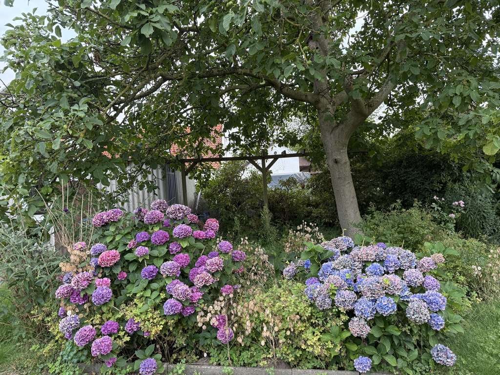 Immobilie in Beverstedt - Schönes altes Haus, mit großem Garten, zentral gelegen, zu verkaufen! - Bild 4
