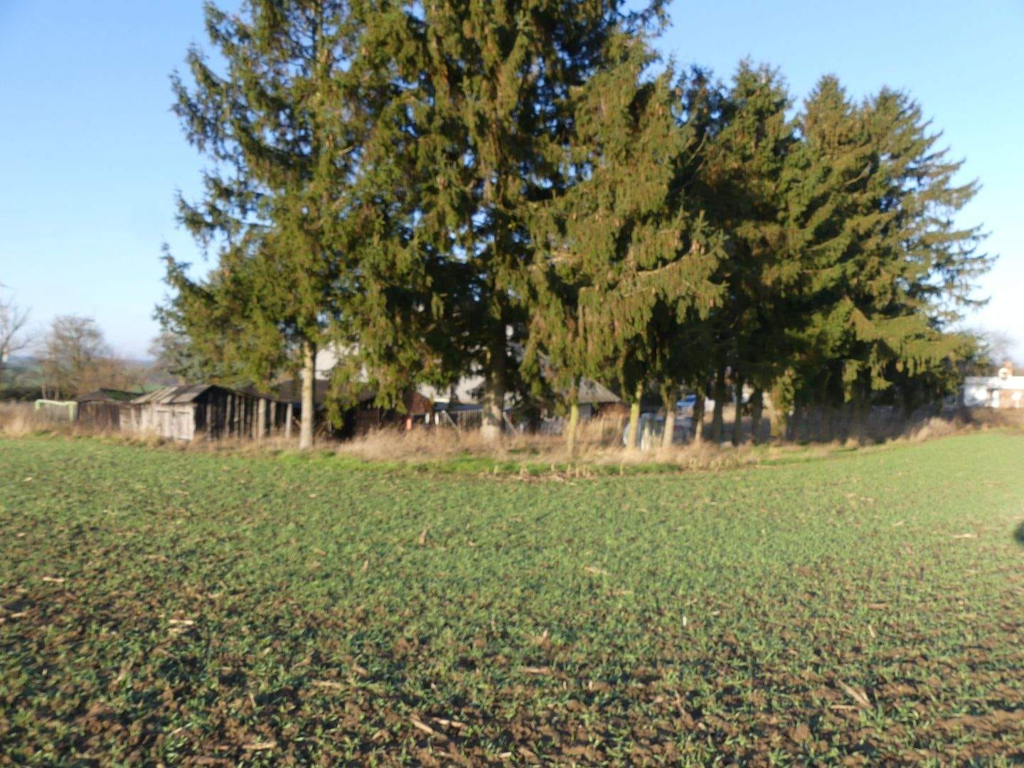 Immobilie in Klein Belitz - Bauernhaus mit großem Grundstück in ruhiger Lage - Bild 3