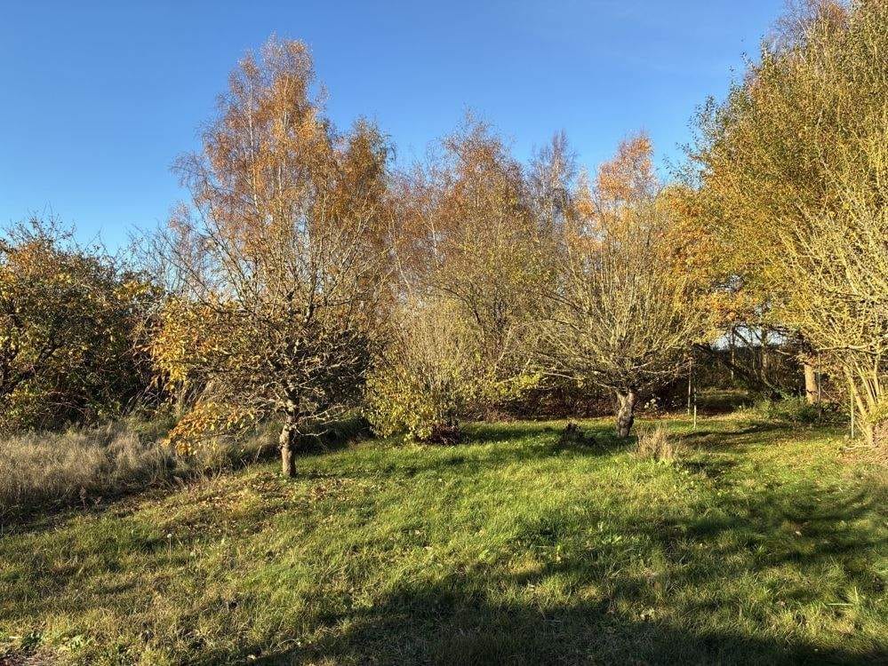 Immobilie in Dierhagen - Charmantes Haus auf großem Grundstück in Dierhagen - Bild 4