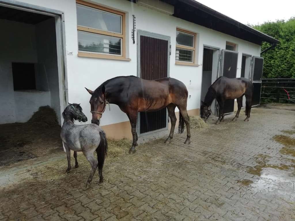 Immobilie in Thiersheim - Leben mit Pferden - Pferdeparadies zu verkaufen - Bild 3