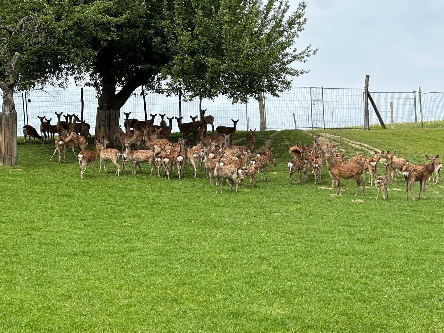 Immobilie in Demitz-Thumitz - NATUR PUR + AUTARKES LEBEN + SELBSTVERSORGERHOF + WILD-BESTAND IM WILDGEHEGE + BACHLAUF MIT WASSERRECHT + BRUNNEN + GROßE LÄNDEREIEN + + + - Bild 4