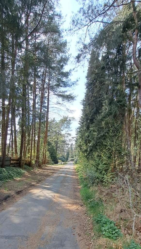 Immobilie in Vierden - Zivilisationsnahe Natur-Idylle  . . . - Bild 4