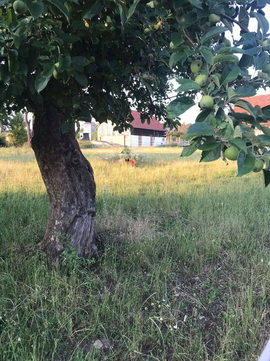 Immobilie in Hohenfels - Traumhaftes Grundstück, älterer Bauernhof, Resthofstelle mit Stallung und Scheune in Hohenfels - Bild 4