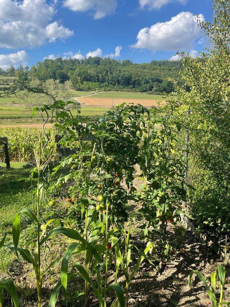 Immobilie in Lonsee - Einziehen und Wohlfühlen – Ansprechendes Einfamilienhaus mit Schrebergarten, Garage und Solaranlage - Bild 3