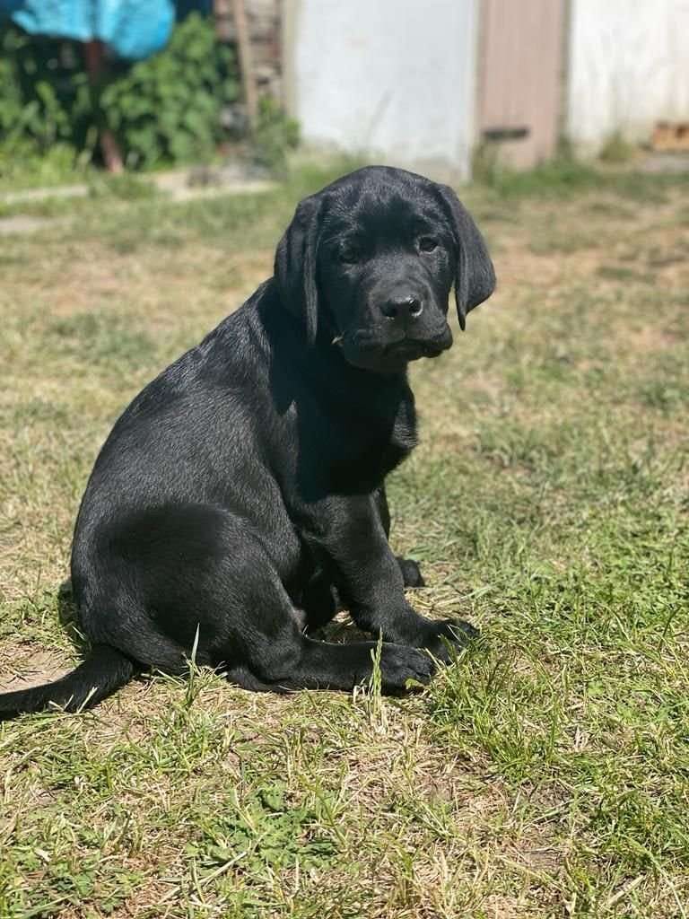 Immobilie in Rossau - IHR NEUES (ZU)HAUS(E) MIT GARTEN FÜR HUND, HÜPFBURG UND BAUMHAUS! TEL.: 01714863595   - Bild 1