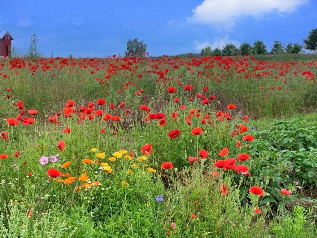 Immobilie in Hohen Pritz - Landleben pur mit Weite & Natur - Bild 1