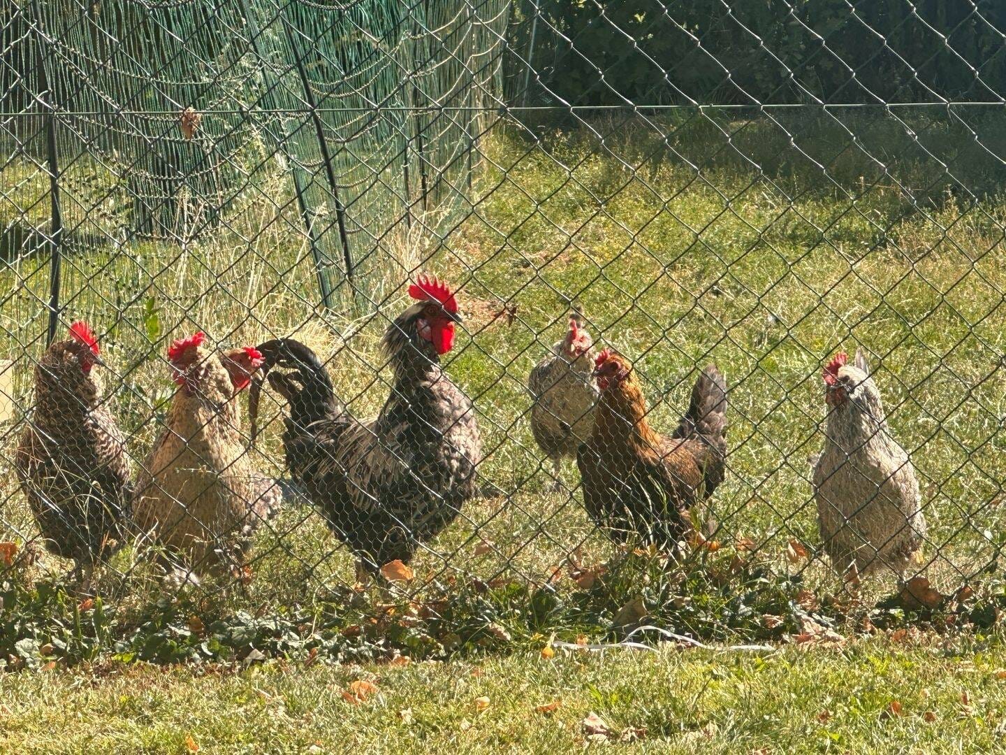 Immobilie in Nottertal-Heilinger Höhen - Ruhig und idyllisch gelegener Bauernhof mit Scheune & herrlichem Garten - Bild 0