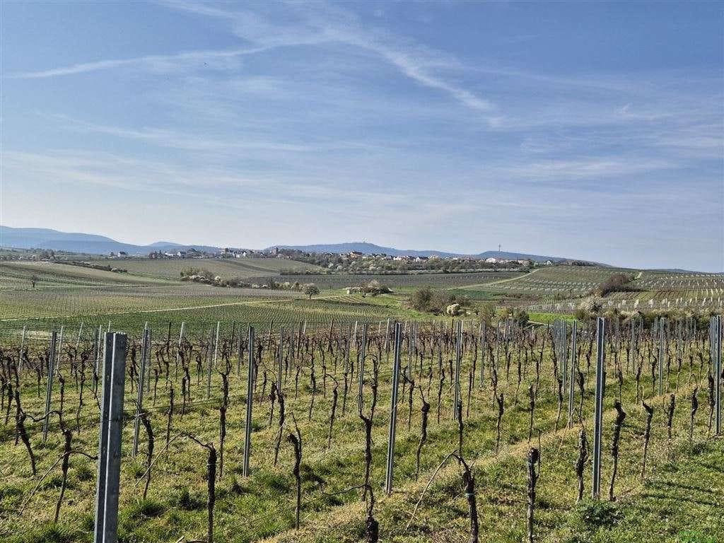 Immobilie in Freinsheim - Wochenendanlage im Rebenmeer mit einzigartiger Aussicht - Bild 0