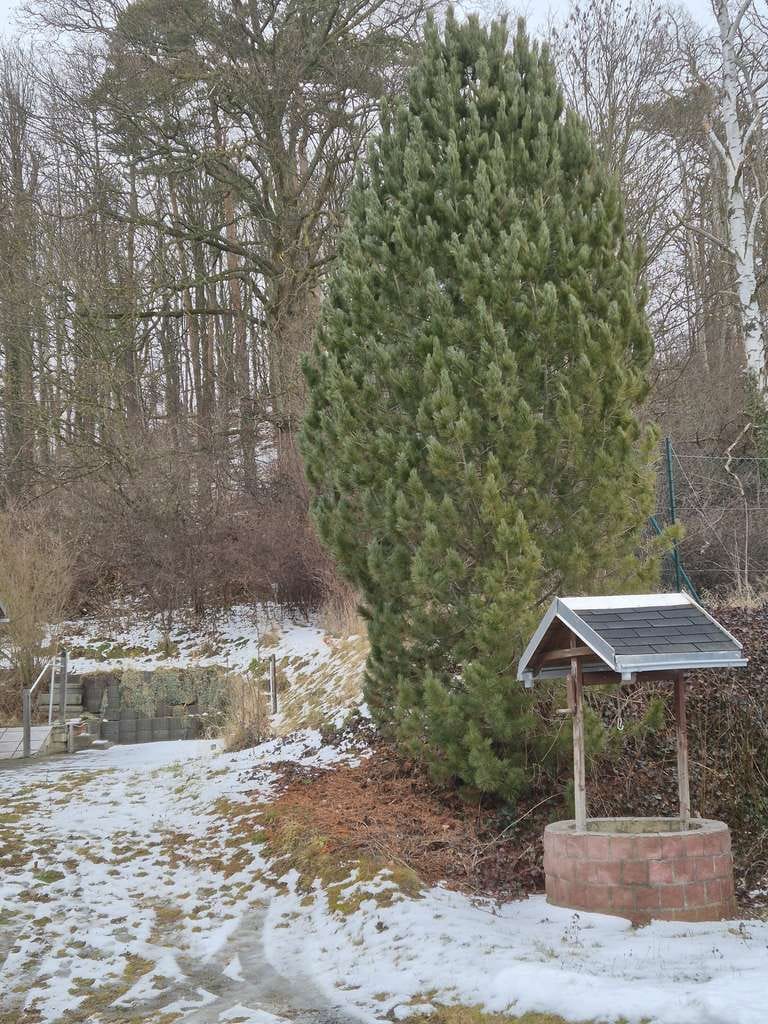Immobilie in Oelsnitz/Vogtland - Einfamilienhaus als Doppelhaushälfte - Bild 3