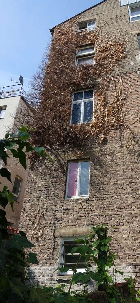 Immobilie in Bonn - Mehrfamilienhaus in der beliebten Bonner Altstadt ! Ideal für Kapitalanleger ! - Bild 3