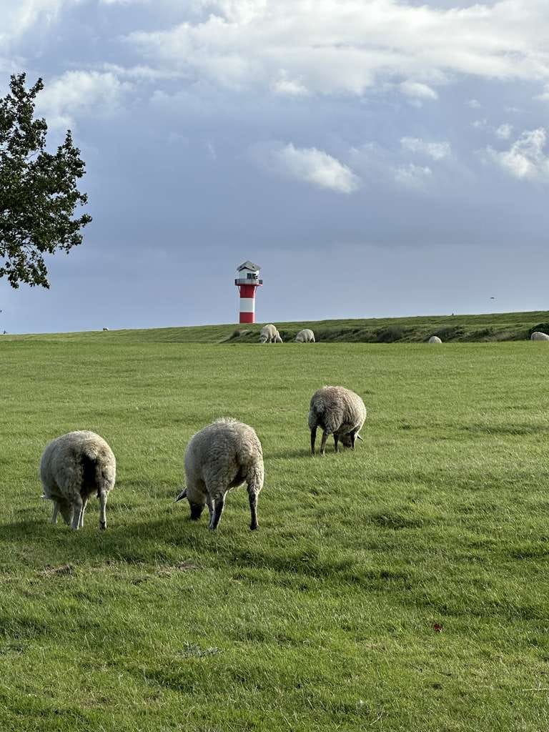 Immobilie in Engelbrechtsche Wildnis - Reethaus am Deich mit Elbblick und weiterem  Baugrundstück - Bild 0
